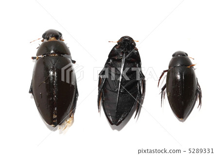 Edible insects Thailand Edible insects Thailand 5289331