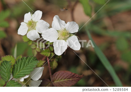 樹的花~Kisaichigo~ 5289384