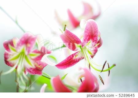 紅色Kanoko Yuri 5289645