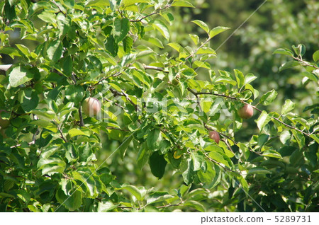 Apple tree Apple tree 5289731