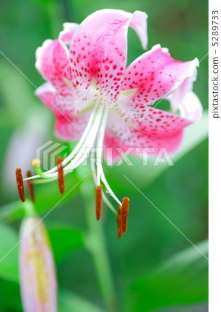Yuriko Kanoko · Pink 5289733