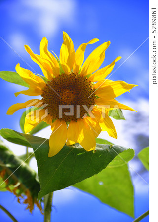 向日葵 5289861