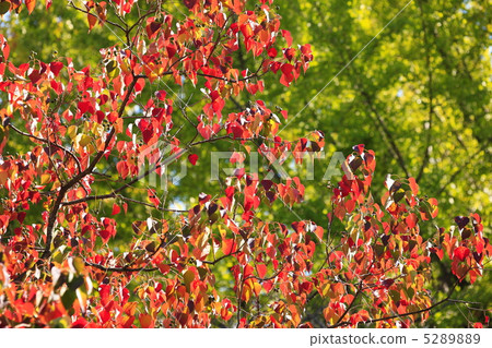 Autumn image Autumn leaves of Nanjing goby Autumn image Autumn leaves of Nanjing goby 5289889