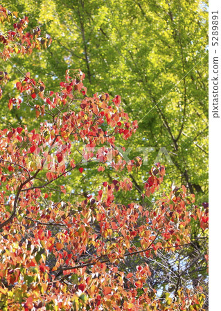 Autumn image Autumn leaves of Nanjing goby 5289891