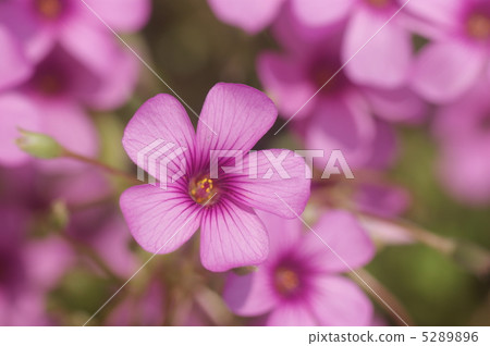 Oxalis 5289896