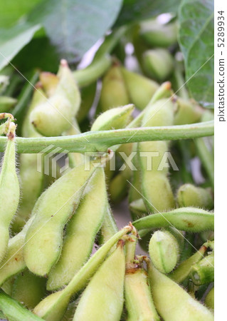 分枝毛豆 分枝毛豆 5289934