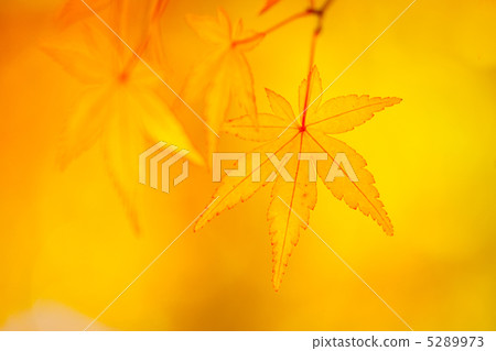 秋天的樹葉 秋天的樹葉 5289973