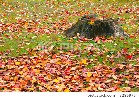 深秋的花園 5289975