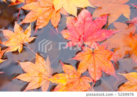 漂浮在水中的下落的葉子 漂浮在水中的下落的葉子 5289976