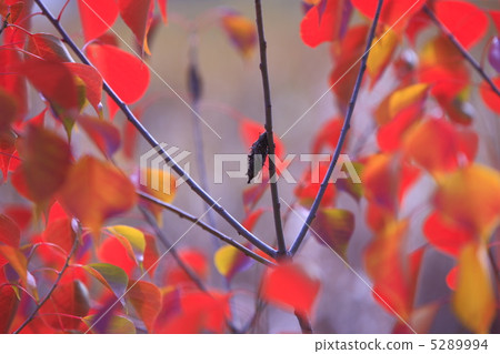 Autumn images Caterpillars and autumn leaves 5289994
