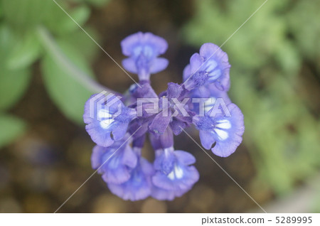 Blue salvia 5289995