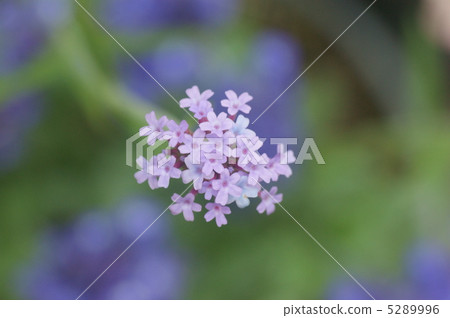Verbena 5289996