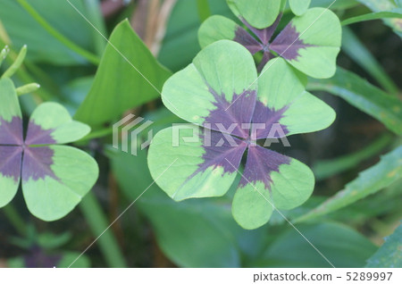 Four leaves oxalis 5289997