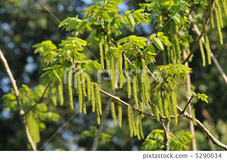 樹花 - 男性Onigurumi - 樹花 - 男性Onigurumi - 5290034