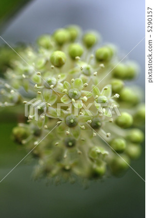 Udo no Hana Udo no Hana 5290157