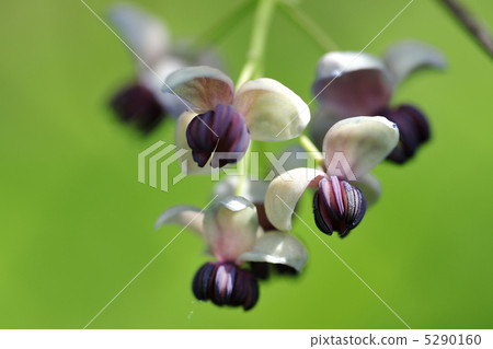 Akebi flower 5290160