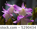 Yang Run (Sekkoku) 5290434