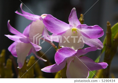 楊潤（Sekkoku） 5290434