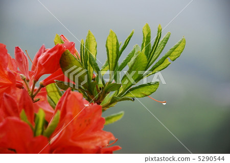 杜鵑花 5290544