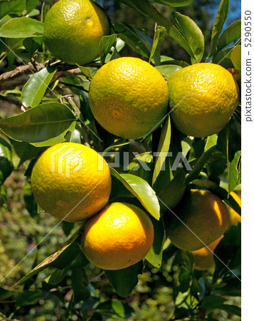 Mandarin orange  5290550