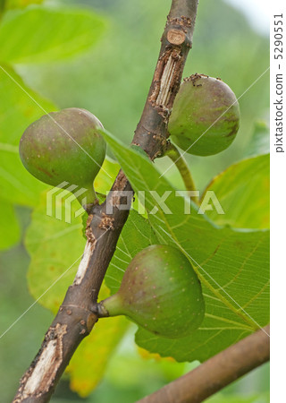 Fig tree 5290551