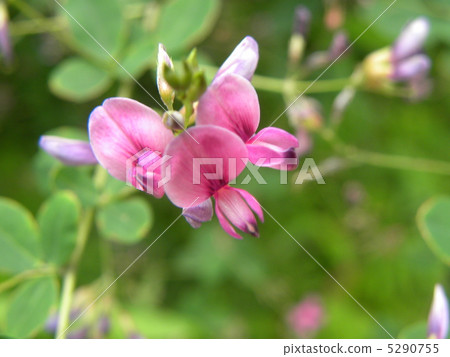 One flower of Yamahagi in autumn 5290755