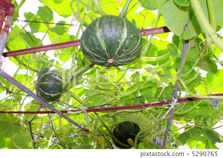 Pumpkin  5290765