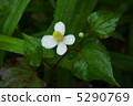 Houttuynia cordata flower 5290769