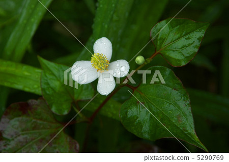 Houttuynia cordata flower 5290769