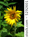  Sunflower flower 5292601