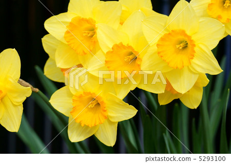 Taiko Narcissus Fortissimo 5293100