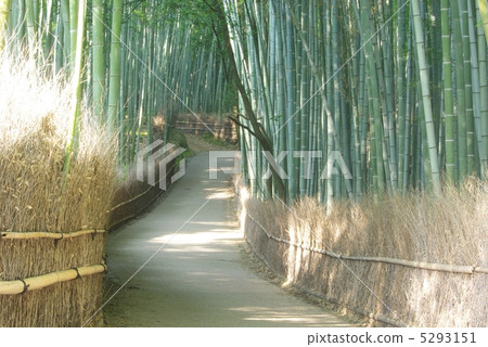 A path leading to bamboo forest A path leading to bamboo forest 5293151