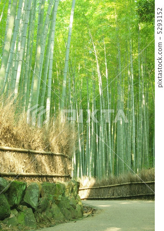 Bamboo grove in Sagano Bamboo grove in Sagano 5293152