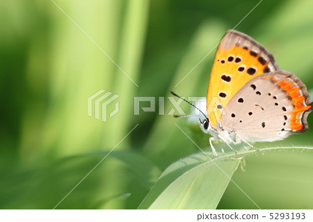 紅色 lycaenid 蝴蝶 紅色 lycaenid 蝴蝶 5293193
