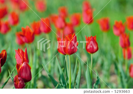 Flowers tulips in the garden Flowers tulips in the garden 5293663
