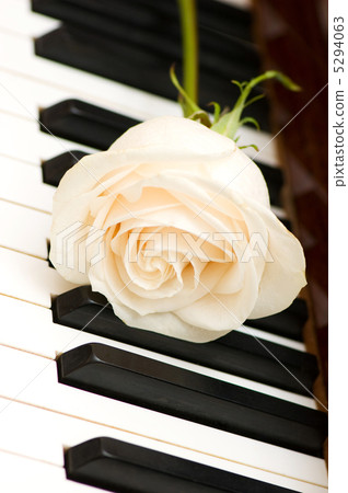 Romantic concept - white rose on piano keys Romantic concept - white rose on piano keys 5294063