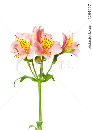 Colourful lilies isolated on the white background 5294437