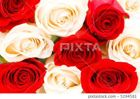 Background of the red and white roses 5294581