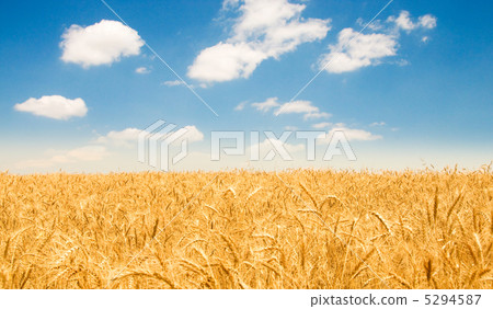 Wheat field on the bright summer day 5294587