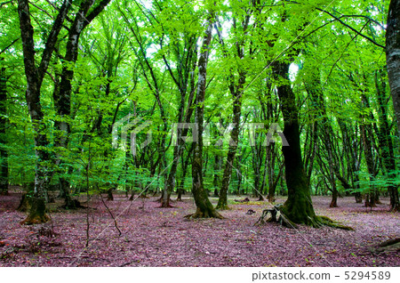 Nature concept - Green forest during bright summer day Nature concept - Green forest during bright summer day 5294589