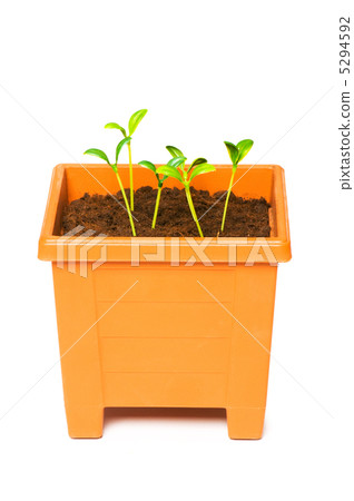 Green saplings growing in the clay pot Green saplings growing in the clay pot 5294592