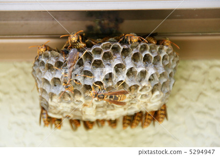 蜂箱 蜂箱 5294947