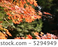 maple leaves 5294949