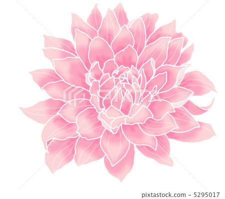 Dahlia 5295017
