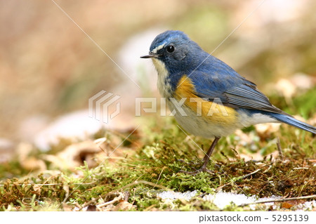 Ruribitaki男 5295139