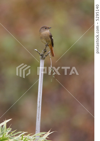 女性狐尾 5295140