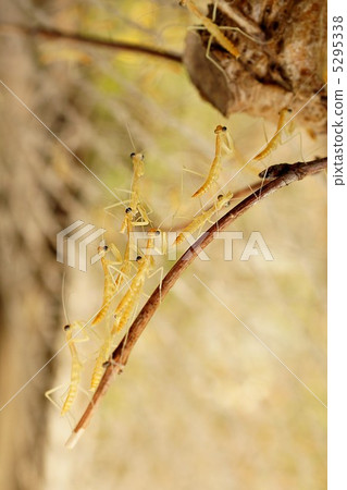 Mantis immediately after hatching 5295338