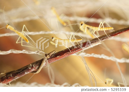 Up mantis larva 5295339