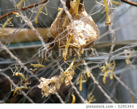 照片素材(图片): 幼虫 孵化 螳螂
