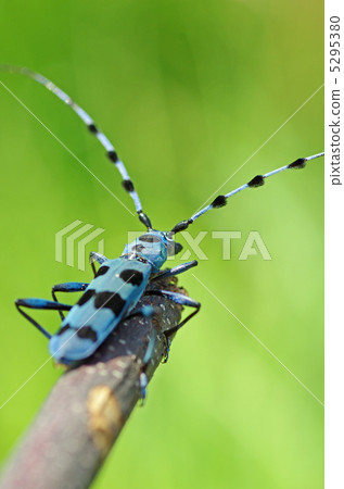 Ruri Boshikiki 5295380